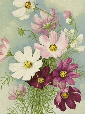 Sköna ting Poster - Rosenskära 18x24 cm
